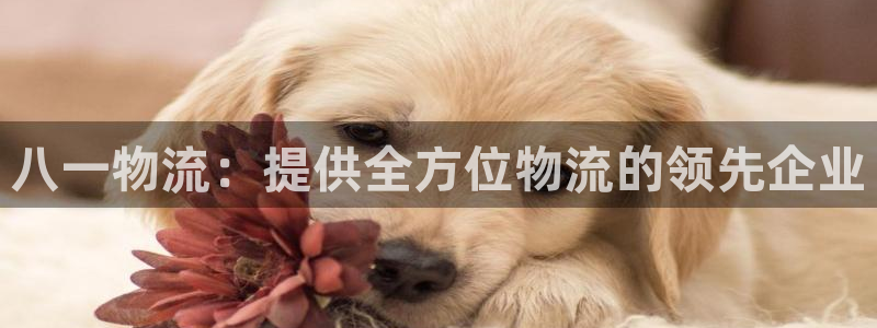 28圈口：八一物流：提供全方位物流的