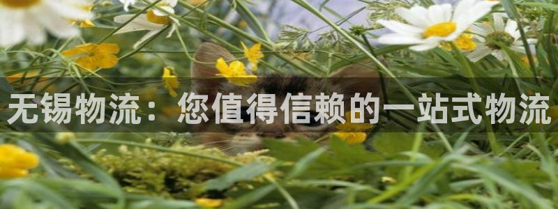 28圈最稳打法