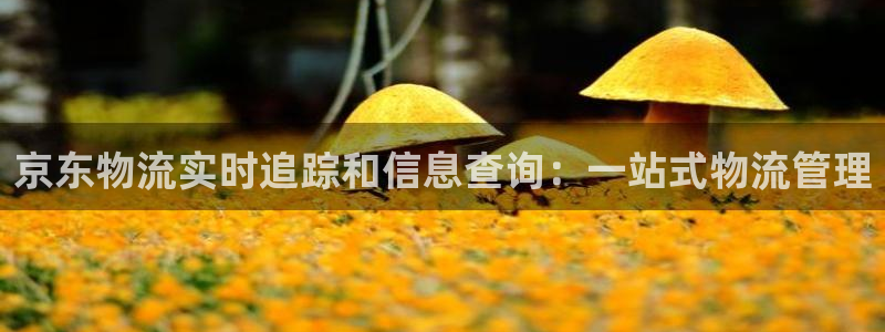 28圈.ccmpc正版